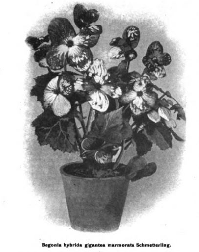 B. ‘Gigantea Marmorata’
